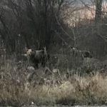 Καστοριά: Επιχείρηση απομάκρυνσης δυο νεαρών αρκούδων που εντοπίστηκαν στην είσοδο της πόλης