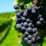 Από το Πινό στο Ξινόμαυρο: Η κλιματική αλλαγή θα αλλάξει και το κρασί, αλλά οι ελληνικές ποικιλίες θα έχουν νέες ευκαιρίες για διεθνή επέκταση, σύμφωνα με διεθνή μελέτη