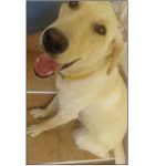 Αλεξάνδρεια: Χάθηκε Labrador καθαρόαιμο – Προσφέρεται αμοιβή