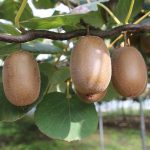 Ακτινίδιο: Μια απίθανη υπερτροφή με πολλά οφέλη. Διαβάστε τα ευεργετήματά του και βάλτε το στην διατροφή σας