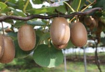 Το ελληνικό ακτινίδιο ενισχύει τη θέση του στις παγκόσμιες αγορές – Από 1ης Μαρτίου ανοίγει ο δρόμος για το Βιετνάμ