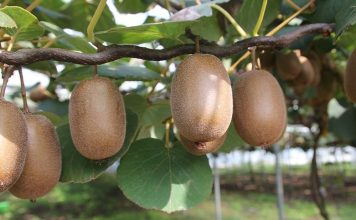 Το ελληνικό ακτινίδιο ενισχύει τη θέση του στις παγκόσμιες αγορές – Από 1ης Μαρτίου ανοίγει ο δρόμος για το Βιετνάμ ακτινίδια ακτινίδιο