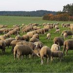 Π.Ε Ημαθίας: Πληρωμή οφειλών για τις βοσκήσιμες γαίες των ετών 2016 και 2017 μέχρι και τις 15 Φεβρουαρίου 2018