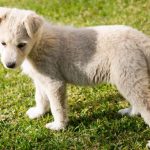 Αλεξάνδρεια: Χαρίζεται κουτάβι