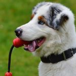 Στόχος η προστασία και η ευζωία των μικρών μας φίλων, λέει στο ΑΠΕ-ΜΠΕ ο Γ. Τσιρώνης για το νέο σχέδιο νόμου για τα ζώα συντροφιάς