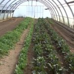 ΕΙΔΗΣΕΙΣ ΣΕ ΒΙΝΤΕΟ: Η θεραπευτική αξία της γης για τα άτομα με εξαρτήσεις και η παραγωγή σε… ζυμαρικά!