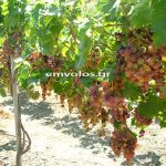 Νέες Φυτεύσεις Αμπέλιων για το έτος 2023