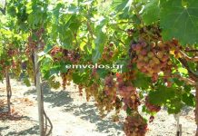 Η παγκόσμια παραγωγή οίνου παρέμεινε χαμηλή το 2025 εξαιτίας κλιματικών σοκ