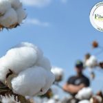 ΣΠΥΡΟΣ ΑΝΔΡΙΩΤΗΣ Α.Ε: Εφαρμογή του Ιδιωτικού Πρωτοκόλλο Βάμβακος «FiberPro2», χρησιμοποιώντας ποικιλίες Deltapine