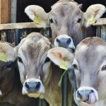 Θεσσαλονίκη: Χωρίς φόβο και με πολύ πάθος «ρίχτηκαν» στον κόσμο του επιχειρείν γυναίκες αγελαδοτρόφοι