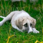 Δήμος Νάουσας: Μήνυση κατά αγνώστων για τη θανάτωση αδέσποτων