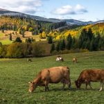 Απόφαση ένταξης δικαιούχων στο μέτρο 22 του ΠΑΑ για την ενίσχυση της κτηνοτροφίας