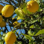 Οι ρίζες των πορτοκαλιών και των λεμονιών: Όλα τα εσπεριδοειδή έλκουν την καταγωγή τους από τους πρόποδες των Ιμαλαΐων