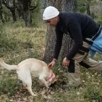 Μετέωρα: Ξεκινά αρχές Απριλίου το κυνήγι τρούφας στα Μετέωρα