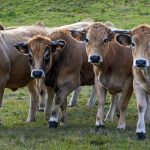 Γερμανός επιστήμονας εμπνεύσθηκε από κατσίκες που είδε να μασουλάνε στην Κρήτη και έφτιαξε χαρτί από…κοπριά ζώων!