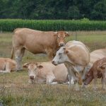 Νέα ημερομηνία υποβολής των αιτήσεων στην πρόσκληση της βιολογικής κτηνοτροφίας