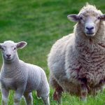 ΕΔΟΚ – Οι δράσεις για τον δεύτερο χρόνο του προγράμματος “meet the lamb”, βήμα-βήμα.