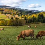 H κτηνοτροφία σε κατάσταση έκτακτης ανάγκης – Ερώτηση βουλευτών Δημοκρατικής Συμπαράταξης