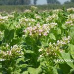 «Στροφή» στον βιολογικό καπνό – Στα 5.000 στρέμματα η μέχρι τώρα καλλιέργειά του