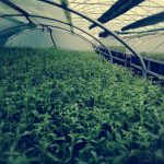 Στέβια: Μια “γλυκιά” διεθνής εμπορική επιτυχία και η προοπτική της για την Ελλάδα