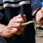 ΕΙΔΗΣΕΙΣ ΣΕ ΒΙΝΤΕΟ: Το πιο γρήγορο φίδι στην Ελλάδα