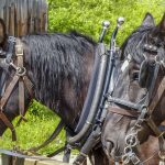 Σύσταση ομάδα εργασίας σχετικά με τις μεθόδους αναγνώρισης των ιπποειδών στο πλαίσιο εφαρμογής του Εκτελεστικού Κανονισμού (ΕΕ) 2015/262