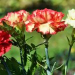 Πρωτομαγιά: Πώς γιορτάζεται η Ημέρα της Εργασίας και των Εργαζομένων σε όλο τον κόσμο