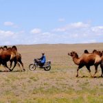 Αυστραλία: Το γάλα καμήλας αναδεικνύεται σε δυναμικό τομέα ανάπτυξης