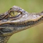 Κροκόδειλοι και διαμάντια! – Γράφει ο Δημήτρης Χριστούλιας