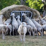 Ρέθυμνο: Τα αμνοερίφια της Κρήτης στον… δρόμο πιστοποίησης ως προϊόντα ΠΟΠ