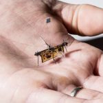 Τεχνολογία: Πέταξε το Robofly, το πρώτο ασύρματο ρομποτικό έντομο, ανοίγοντας τον δρόμο για τα microdrones