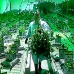 Αδελάντο: H “Μέκκα” της κάνναβης στην Καλιφόρνια