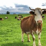 Η διαβίωση κοντά σε ζώα κτηνοτροφίας μειώνει τον κίνδυνο αλλεργίας, αλλά και ψυχικών διαταραχών