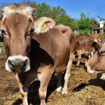 Έβρος: Λήψη προληπτικών μέτρων στον Έβρο, λόγω κρούσματος οζώδους δερματίτιδας στην Τουρκία