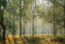 Δάση: Αν και επιβραδύνεται, παραμένει υπερβολικά υψηλός ο ρυθμός αποψίλωσης των δασών, σύμφωνα με τον FAO