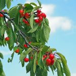 Life: Στη Σλοβενία, η συγκομιδή κερασιών είναι πιο επικίνδυνη από την οδήγηση μηχανής