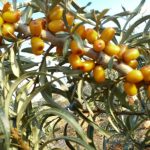 Η προσπάθεια ενός νέου αγρότη στην καλλιέργεια πολυδύναμων φυτών