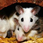 Επιστήμονες μετέτρεψαν αρσενικά ποντίκια σε θηλυκά «παίζοντας» με το DNA τους