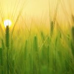 Κίνα: Οι επίπονες προσπάθειες χρόνων ενός αγρότη για την παραγωγή υβριδικού σιταριού