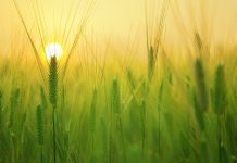 Το Βάρος του Σπόρου – Γράφει ο Επίσκοπος Μελιτηνής Μάξιμος Παφίλης