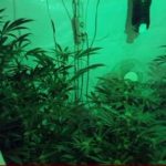 ΕΙΔΗΣΕΙΣ ΣΕ ΒΙΝΤΕΟ: Στα άδυτα ενός εργαστηρίου υδροπονικής κάνναβης