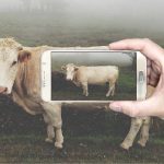 Mε φωτογραφία … η ζύγιση των βοειδών