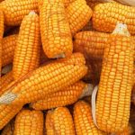 Στο καλαμπόκι στρέφονται για ζωοτροφή των αγελάδων