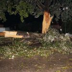 Καβάσιλα: Έπεσαν δέντρα από την καταιγίδα σε Καβάσιλα και Παλιό Σκυλίτσι – βίντεο – φωτό