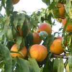 Π.Ε Ημαθίας: Πίνακας με εγκεκριμένα φυτοπροστατευτικά σκευάσματα για το ΚΟΜΦΟΥΖΙΟ