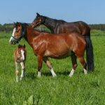 Τέλος 100 ευρώ για την απόκτηση σήματος για τα πολυλειτουργικά αγροκτήματα