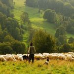 Προκήρυξη Προγραμμάτων Αγροτικής Ανάπτυξης για ενίσχυση βοσκήσιμων γαιών