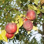 Δημοσιεύθηκαν τα ποσά των αποζημιώσεων για τους παραγωγούς ροδακίνων και νεκταρινιών που επλήγησαν από τις βροχοπτώσεις τον Ιούλιο του 2017