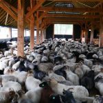 Πως θα νομιμοποιήσετε τον στάβλο σας