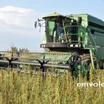 Μελίκη : Η πρώτη συγκομιδή από την καλλιέργεια βιομηχανικής κάνναβης στην Ημαθία – βίντεο – φωτο